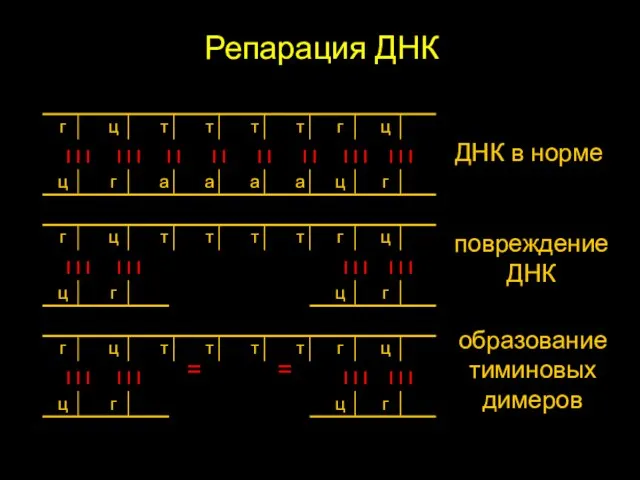 Репарация ДНК ДНК в норме І І І І І І І