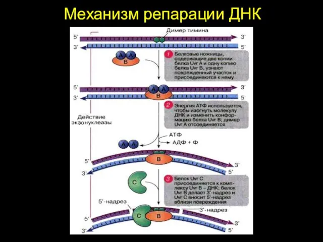 Механизм репарации ДНК