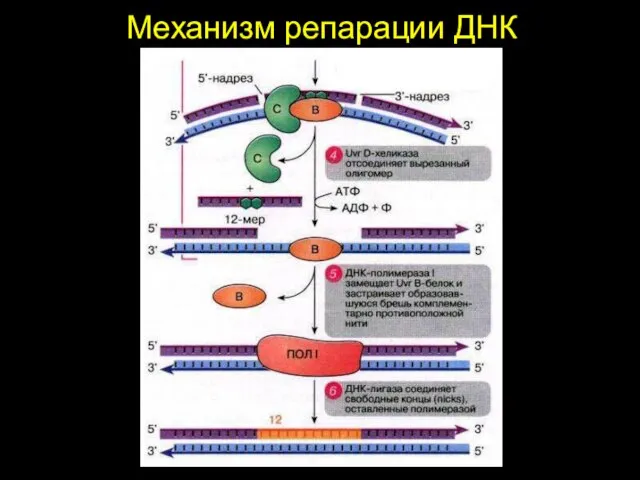 Механизм репарации ДНК