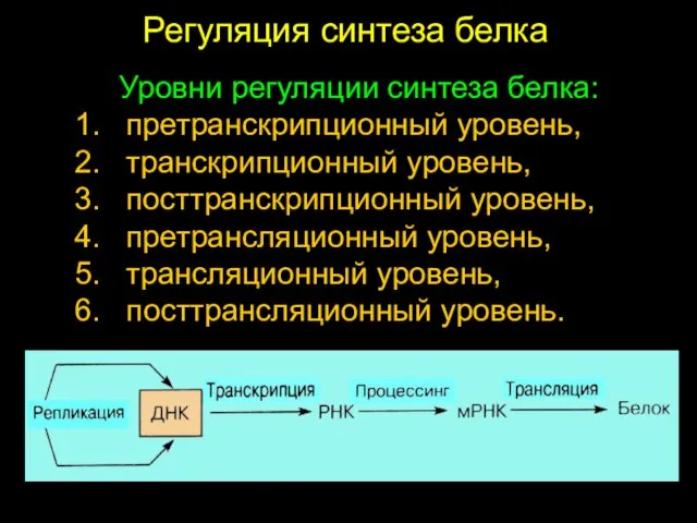 Регуляция синтеза белка Уровни регуляции синтеза белка: 1. претранскрипционный уровень, 2. транскрипционный