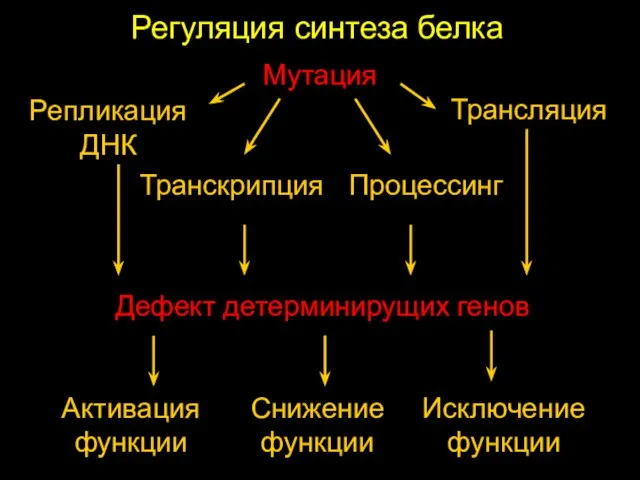 Регуляция синтеза белка Репликация ДНК Транскрипция Процессинг Трансляция Дефект детерминирущих генов Активация