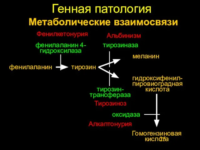 Генная патология фенилаланин Метаболические взаимосвязи тирозин фенилаланин 4-гидроксилаза Фенилкетонурия меланин тирозиназа Альбинизм