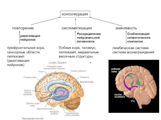 консолидация повторение систематизация значимость лимбическая система система вознаграждения префронтальная кора, сенсорные области,