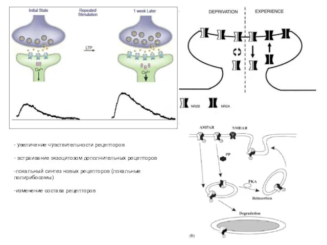 - увеличение чувствительности рецепторов - встраивание экзоцитозом дополнительных рецепторов -локальный синтез новых