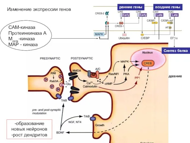 Изменение экспрессии генов память на давние события поздние гены ранние гены Синтез