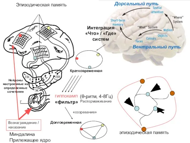гиппокамп «фильтр» эпизодическая память Кратковременная Долговременная Эпизодическая память Вознаграждение / наказание «созревание»