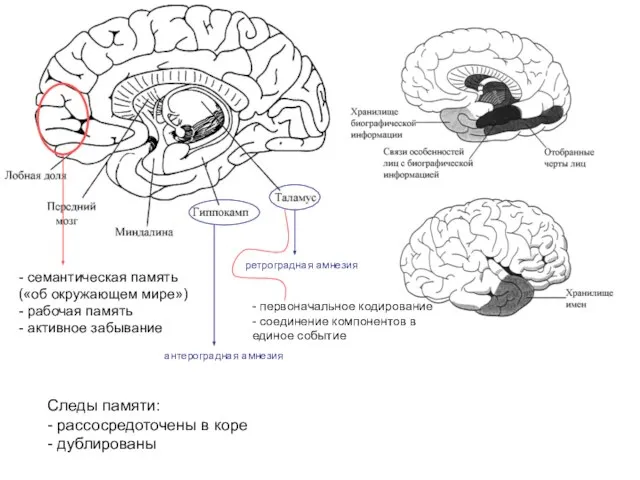 - семантическая память («об окружающем мире») - рабочая память - активное забывание