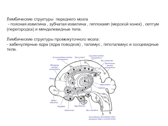 Лимбические структуры переднего мозга - поясная извилина , зубчатая извилина , гиппокамп