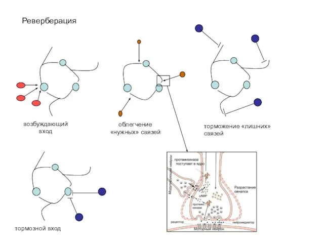 Реверберация облегчение «нужных» связей торможение «лишних» связей тормозной вход