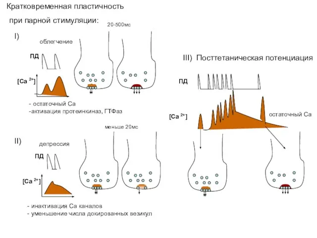 депрессия облегчение [Ca 2+] ПД 20-500мс [Ca 2+] ПД меньше 20мс -