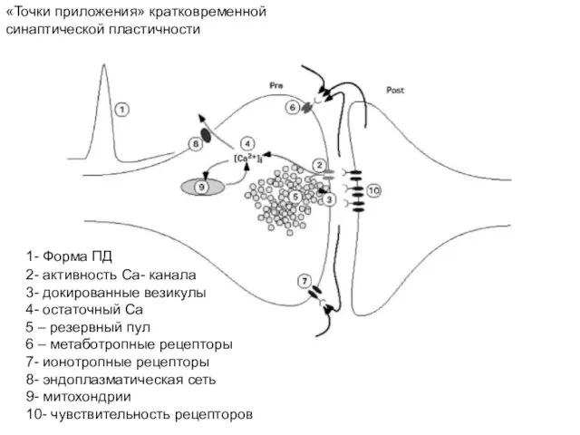 1- Форма ПД 2- активность Са- канала 3- докированные везикулы 4- остаточный