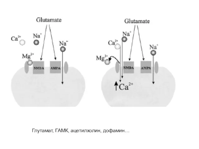 Глутамат, ГАМК, ацетилхолин, дофамин…