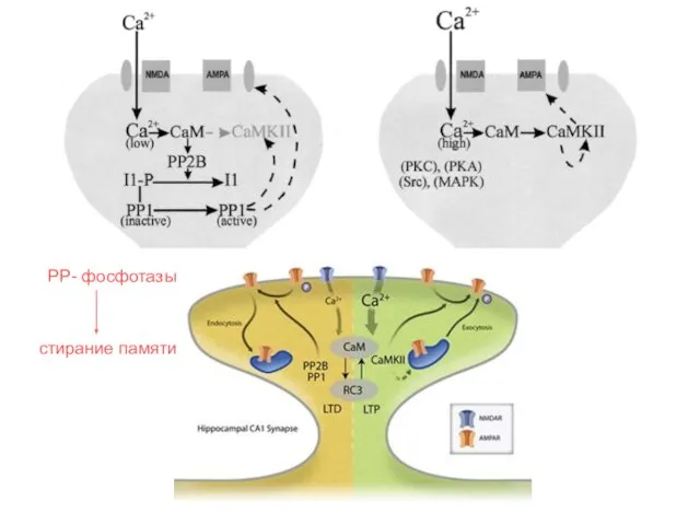 PP- фосфотазы стирание памяти