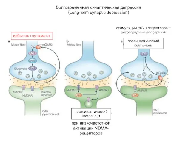 Долговременная синаптическая депрессия (Long-term synaptic depression) при низкочастотной активации NDMA-рецепторов постсинаптический компонент