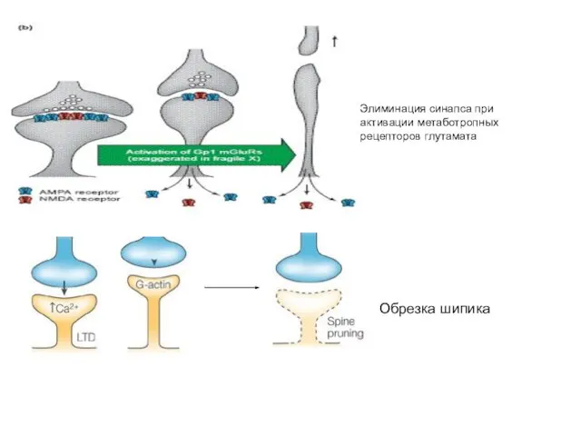 Обрезка шипика Элиминация синапса при активации метаботропных рецепторов глутамата