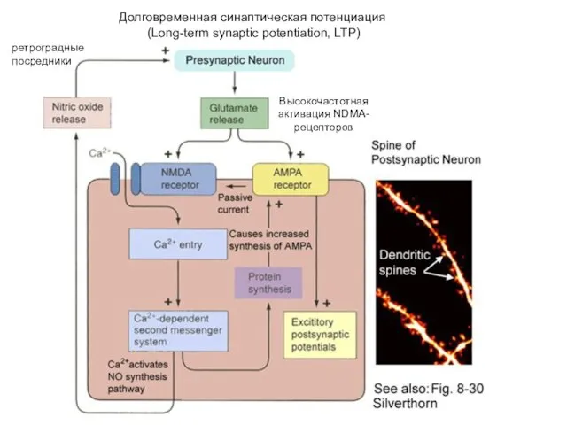 Долговременная синаптическая потенциация (Long-term synaptic potentiation, LTP) Высокочастотная активация NDMA-рецепторов ретроградные посредники