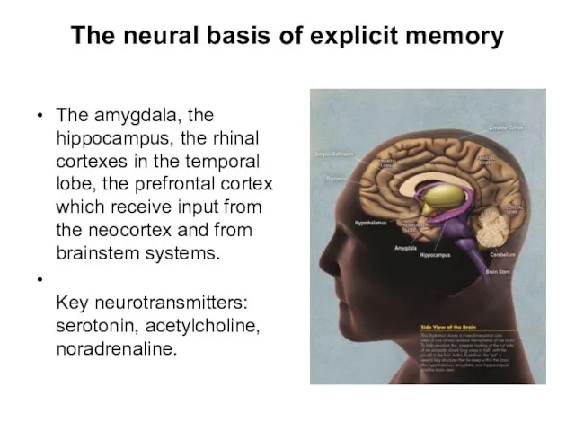 The neural basis of explicit memory The amygdala, the hippocampus, the rhinal