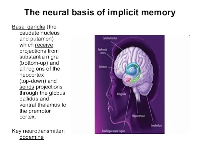 The neural basis of implicit memory Basal ganglia (the caudate nucleus and