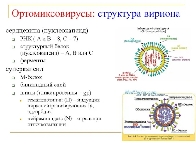 Ортомиксовирусы: структура вириона сердцевина (нуклеокапсид) РНК ( А и В – 8,