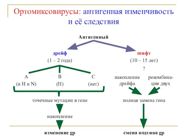 Ортомиксовирусы: антигенная изменчивость и её следствия