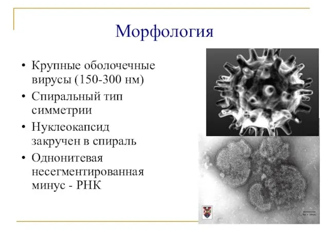 Морфология Крупные оболочечные вирусы (150-300 нм) Спиральный тип симметрии Нуклеокапсид закручен в