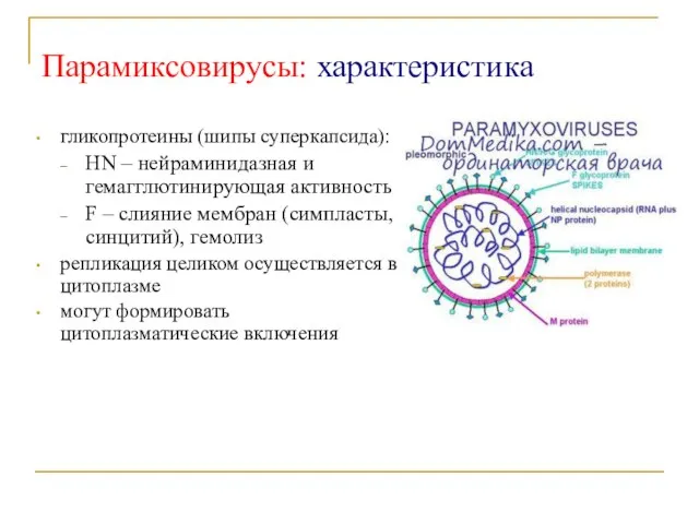 Парамиксовирусы: характеристика гликопротеины (шипы суперкапсида): HN – нейраминидазная и гемагглютинирующая активность F