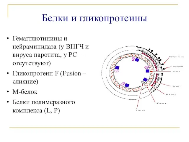 Белки и гликопротеины Гемагглютинины и нейраминидаза (у ВПГЧ и вируса паротита, у