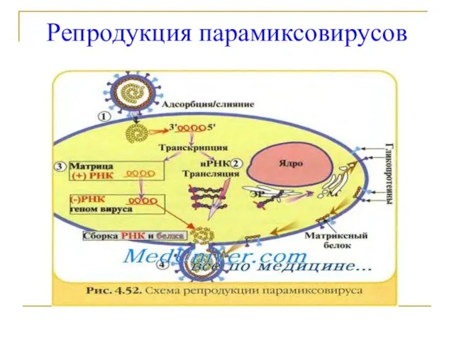 Репродукция парамиксовирусов