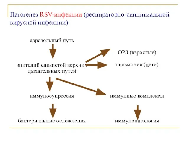 Патогенез RSV-инфекции (респираторно-синцитиальной вирусной инфекции)