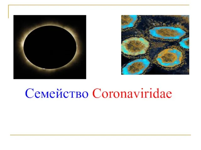 Семейство Coronaviridae