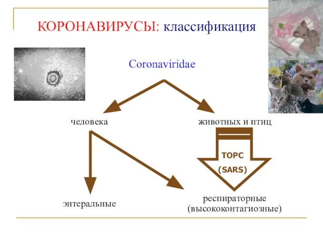 КОРОНАВИРУСЫ: классификация ТОРС (SARS)