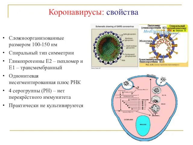 Коронавирусы: свойства Сложноорганизованные размером 100-150 нм Спиральный тип симметрии Гликопротеины E2 –