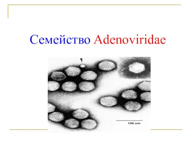 Семейство Adenoviridae