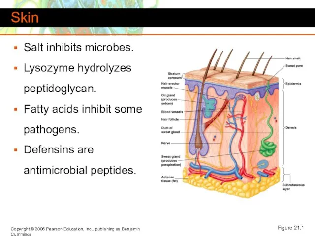Skin Salt inhibits microbes. Lysozyme hydrolyzes peptidoglycan. Fatty acids inhibit some pathogens.
