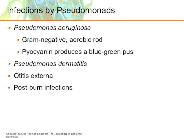 Infections by Pseudomonads Pseudomonas aeruginosa Gram-negative, aerobic rod Pyocyanin produces a blue-green