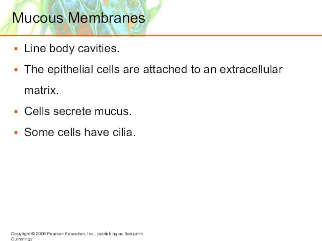 Mucous Membranes Line body cavities. The epithelial cells are attached to an