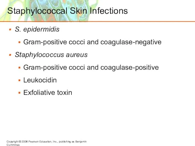 Staphylococcal Skin Infections S. epidermidis Gram-positive cocci and coagulase-negative Staphylococcus aureus Gram-positive