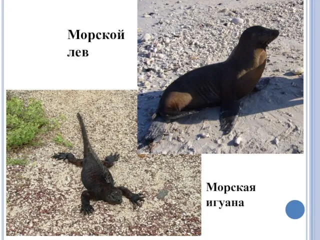 Морская игуана Морской лев