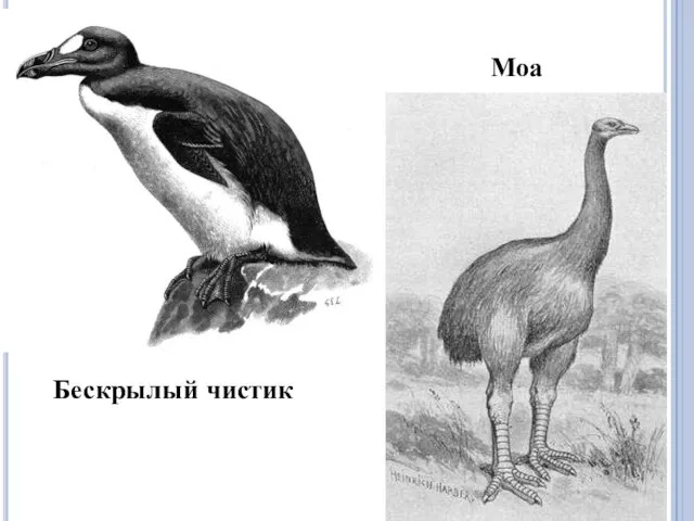 Моа Бескрылый чистик