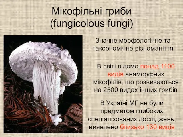 Мікофільні гриби (fungicolous fungi) В світі відомо понад 1100 видів анаморфних мікофілів,