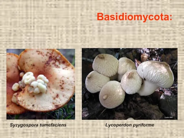Syzygospora tumefaciens Lycoperdon pyriforme Basidiomycota: