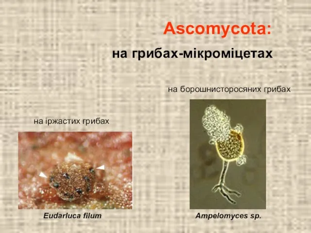 Eudarluca filum Ampelomyces sp. Ascomycota: на іржастих грибах на борошнисторосяних грибах на грибах-мікроміцетах