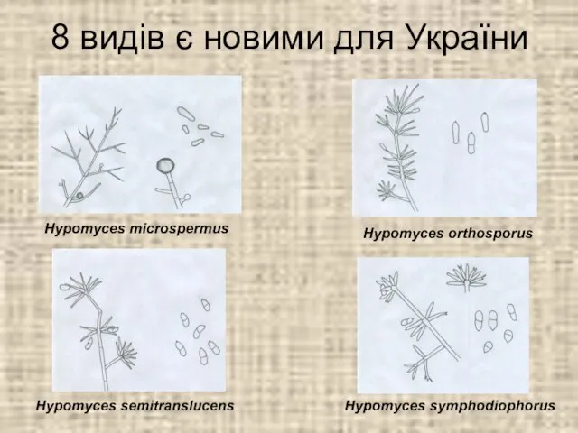 8 видів є новими для України Hypomyces microspermus Hypomyces orthosporus Hypomyces symphodiophorus Hypomyces semitranslucens