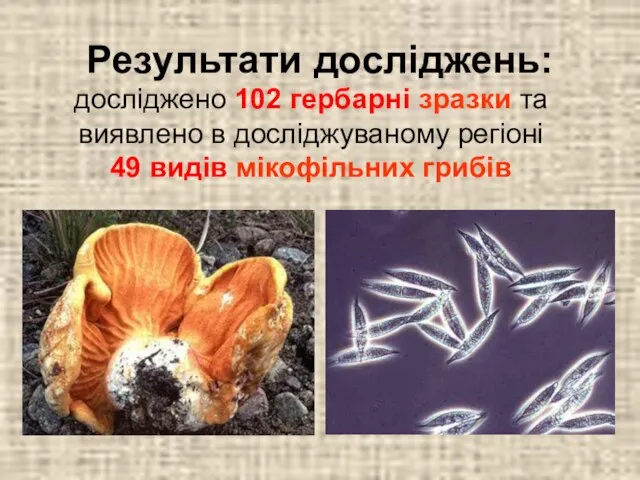 Результати досліджень: досліджено 102 гербарні зразки та виявлено в досліджуваному регіоні 49 видів мікофільних грибів