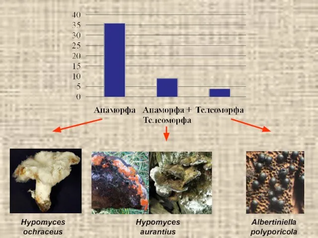 Albertiniella polyporicola Hypomyces aurantius Hypomyces ochraceus