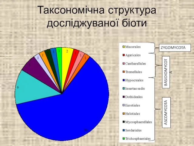 Таксономічна структура досліджуваної біоти ZYGOMYCOTA BASIDIOMYCOTA ASCOMYCOTA