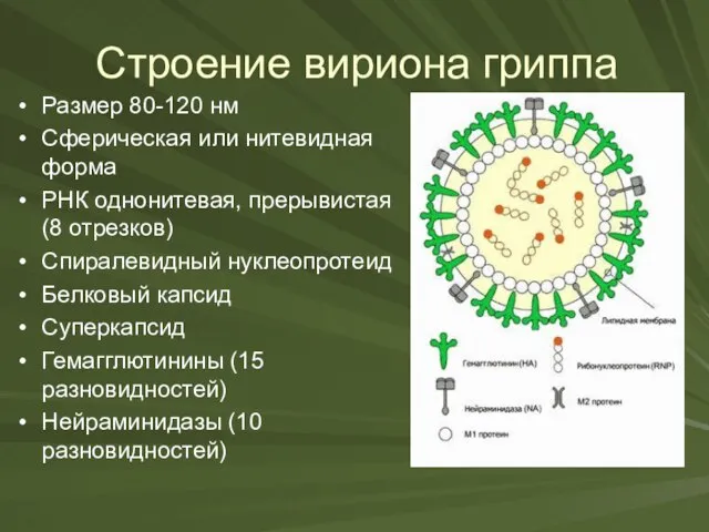 Строение вириона гриппа Размер 80-120 нм Сферическая или нитевидная форма РНК однонитевая,