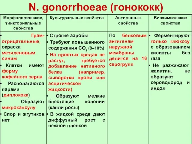 N. gonorrhoeae (гонококк)