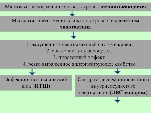 Массовый выход менингококка в кровь - менингококцемия Массовая гибель менингококков в крови