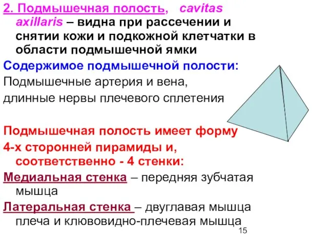 2. Подмышечная полость, cavitas axillaris – видна при рассечении и снятии кожи